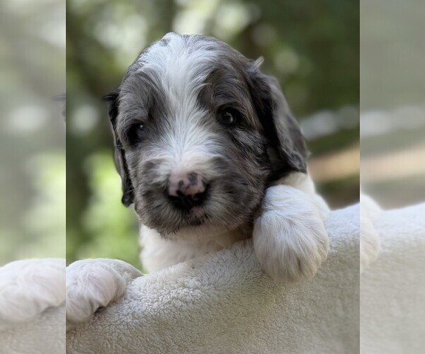 Medium Photo #6 Goldendoodle Puppy For Sale in PIERSON, FL, USA
