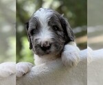 Small #5 Goldendoodle