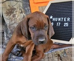 Small #1 Redbone Coonhound
