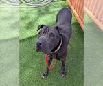 Small Chinese Shar-Pei Mix