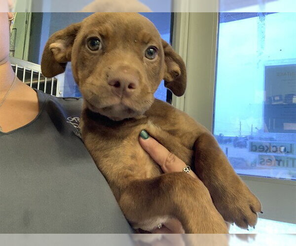 Medium Photo #1 American Staffordshire Terrier-Unknown Mix Puppy For Sale in Grand Prairie, TX, USA