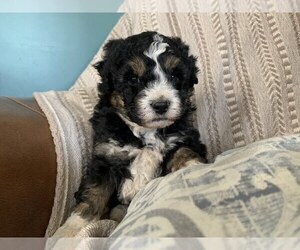 Aussie-Poo Puppy for sale in MYERSTOWN, PA, USA