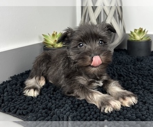 Schnauzer (Miniature) Puppy for sale in FRANKLIN, IN, USA