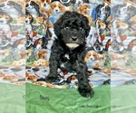 Small Photo #2 Poodle (Miniature) Puppy For Sale in SEDALIA, MO, USA