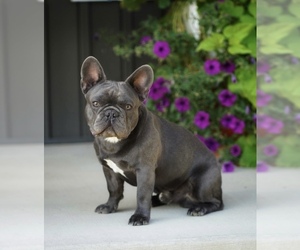 Father of the French Bulldog puppies born on 08/01/2022