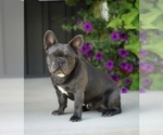 Small Photo #1 French Bulldog Puppy For Sale in SULLIVAN, OH, USA