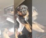 Small Photo #16 Rottweiler Puppy For Sale in PENSACOLA, FL, USA