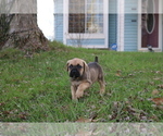 Small Photo #5 Cane Corso Puppy For Sale in CAMBY, IN, USA