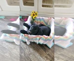 Labrador Retriever Puppy for sale in NUNN, CO, USA