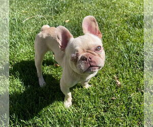 Theo - Female French Bulldog Dog for Adoption - Photo #3