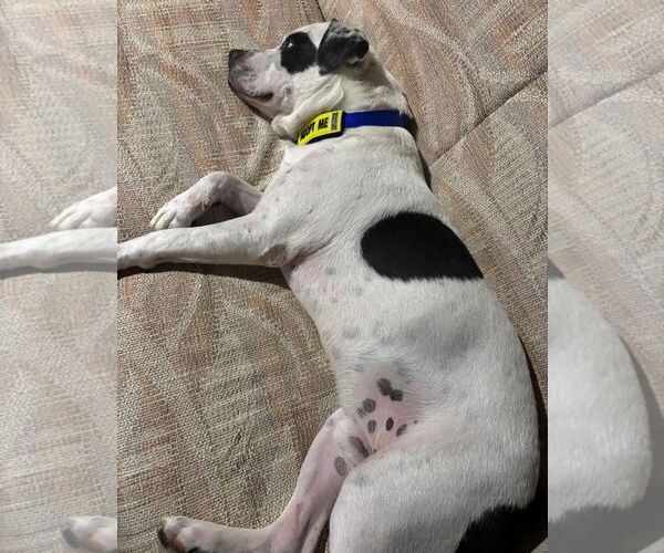 Medium Photo #9 American Pit Bull Terrier-Unknown Mix Puppy For Sale in Grafton, WI, USA