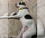 Small #8 American Pit Bull Terrier Mix