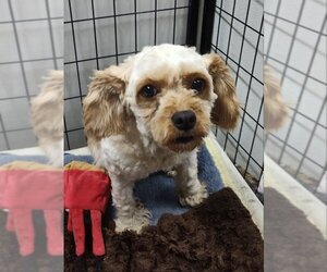 Cavapoo Dogs for adoption in Mukwonago, WI, USA