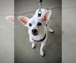 Small Photo #2 Chihuahua Puppy For Sale in Rootstown, OH, USA
