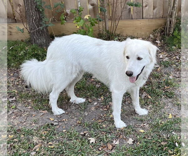 Medium Photo #8 Great Pyrenees Puppy For Sale in Spring, TX, USA