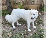 Small #7 Great Pyrenees