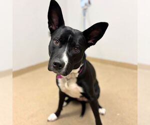 Australian Kelpie-Unknown Mix Dogs for adoption in Aurora, CO, USA