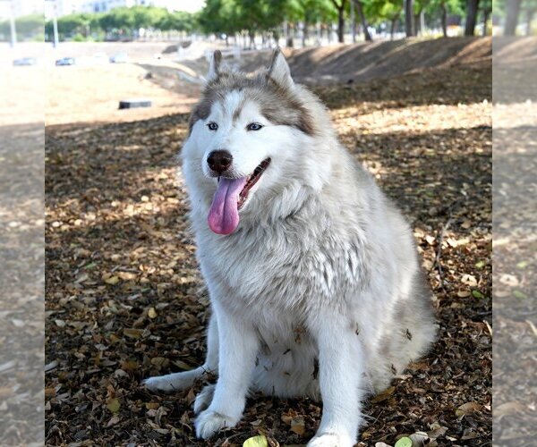Medium Photo #2 - Mix Puppy For Sale in San Diego, CA, USA