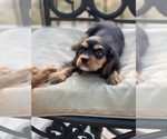 Small Photo #21 Cavalier King Charles Spaniel Puppy For Sale in BENTONVILLE, AR, USA