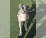 Small #5 Catahoula Leopard Dog Mix