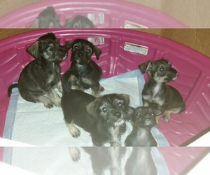 Chizer Puppy for sale in VICTORIA, TX, USA