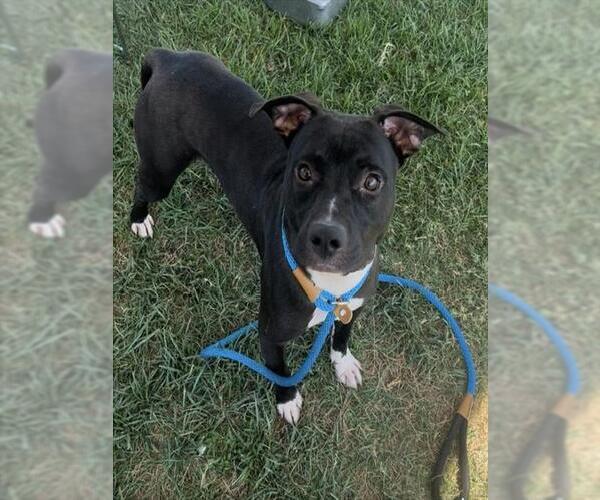 Medium Photo #1 Boxer Puppy For Sale in Louisville, KY, USA