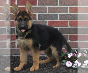 German Shepherd Dog Puppy for sale in FREDERICKSBURG, OH, USA