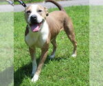 Small #2 American Pit Bull Terrier Mix