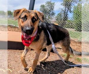 German Shepherd Dog Dogs for adoption in Denver, CO, USA