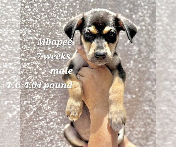 Medium Photo #1 Chihuahua-Unknown Mix Puppy For Sale in Virginia Beach, VA, USA