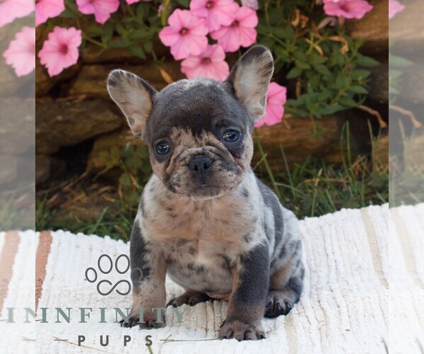 Medium Photo #3 French Bulldog Puppy For Sale in RONKS, PA, USA