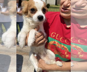 Chion Dogs for adoption in The Woodlands, TX, USA