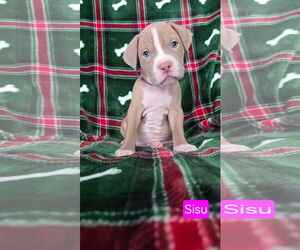American Pit Bull Terrier-Unknown Mix Dogs for adoption in Duluth, MN, USA
