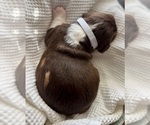 Puppy 6 English Springer Spaniel