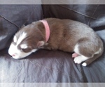 Small Photo #4 Siberian Husky Puppy For Sale in CANDOR, NY, USA