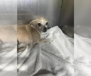 Chihuahua-Unknown Mix Dogs for adoption in San Antonio, TX, USA