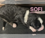 Small #3 Bernedoodle