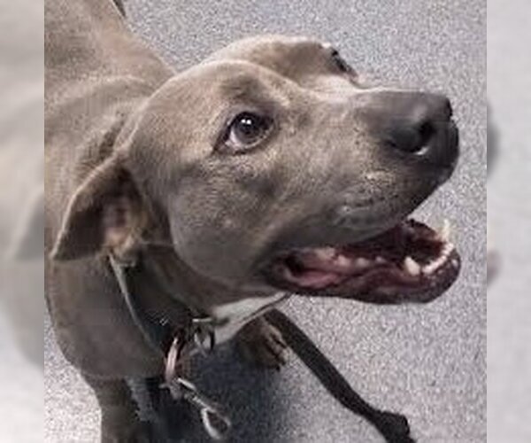 Medium Photo #2 American Pit Bull Terrier Puppy For Sale in Fairfax, VA, USA