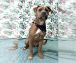 Small #3 Labrador Retriever Mix