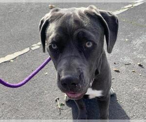 Mutt Dogs for adoption in Martinez, CA, USA