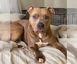 American Pit Bull Terrier-Unknown Mix Dogs for adoption in Germantown, OH, USA