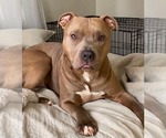 Mac - Male American Pit Bull Terrier-Unknown Mix Dog for Adoption - Small photo
