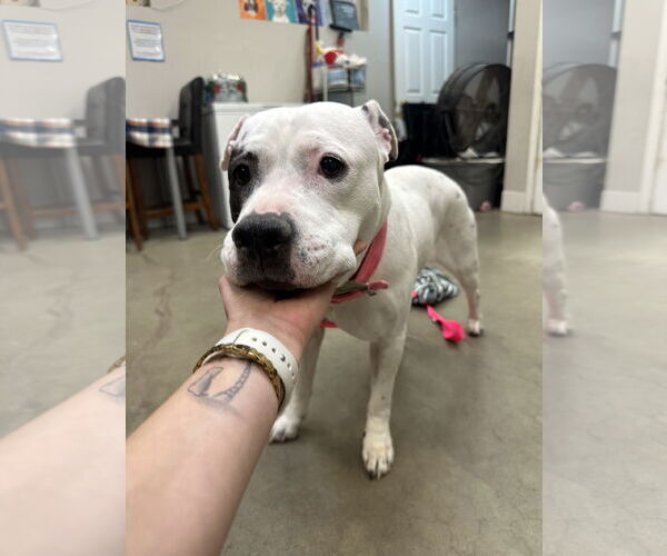 Medium Photo #2 Mutt Puppy For Sale in Rockaway, NJ, USA