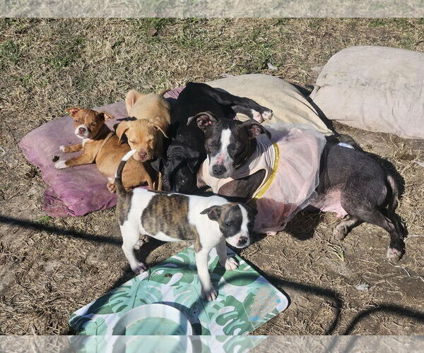 Medium Photo #7 Boston Huahua Puppy For Sale in Wakefield, RI, USA