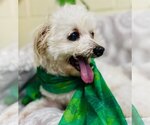 Small Photo #5 Maltese-Unknown Mix Puppy For Sale in Rockaway, NJ, USA