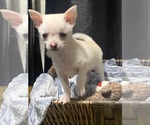Image preview for Ad Listing. Nickname: Nala
