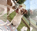 Beeker - Male Chihuahua-Unknown Mix Dog for Adoption - Small photo