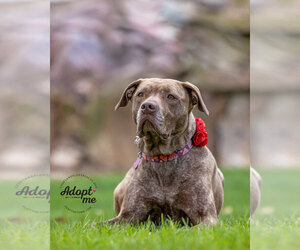 Foxy Brown - Female American Pit Bull Terrier-Plott Hound Mix Dog for Adoption - Photo #9