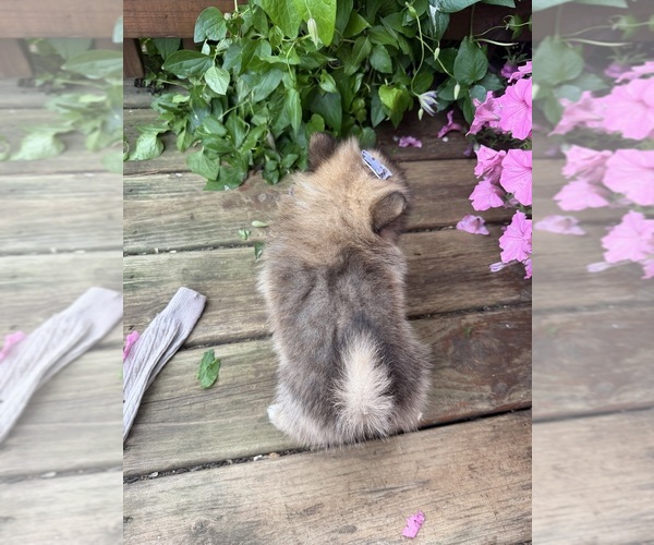 Medium Photo #8 Pomeranian Puppy For Sale in ATHENS, WI, USA