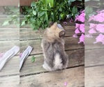 Small #7 Pomeranian